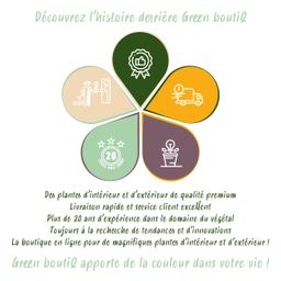 Bamboe - Fargesia Red Dragon - Groen - 2 Planten - Bladhoudend - Niet Woekerend- Pot 14cm Hoogte 35cm (8720872544632)