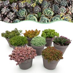 Bodembedekker - Winterhard - Alpine Mix - 8 Planten - Diversen Kleuren - Weinig Onderhoud - Pot 14 Hoogte 17 (8720872546117)