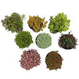 Bodembedekker - Winterhard - Alpine Mix - 8 Planten - Diversen Kleuren - Weinig Onderhoud - Pot 14 Hoogte 17 (8720872546117)