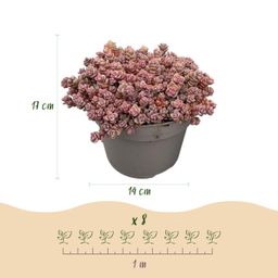Bodembedekker - Winterhard - Alpine Mix - 8 Planten - Diversen Kleuren - Weinig Onderhoud - Pot 14 Hoogte 17 (8720872546117)