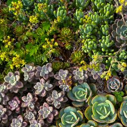 Bodembedekker - Winterhard - Alpine Mix - 8 Planten - Diversen Kleuren - Weinig Onderhoud - Pot 14 Hoogte 17 (8720872546117)