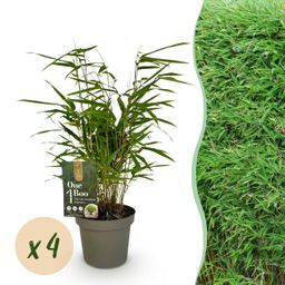Bamboe - Fargesia rufa - Groen - 4 Planten - Bladhoudend - Niet Woekerend- Pot 14cm Hoogte 35cm (8720872546025)