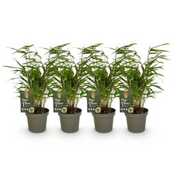Bamboe - Fargesia rufa - Groen - 4 Planten - Bladhoudend - Niet Woekerend- Pot 14cm Hoogte 35cm (8720872546025)
