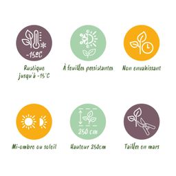 Bamboe - Fargesia rufa - Groen - 4 Planten - Bladhoudend - Niet Woekerend- Pot 14cm Hoogte 35cm (8720872546025)