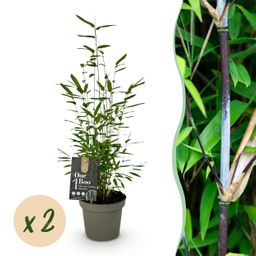Bamboe - Fargesia Black Dragon - Groen - 2 Planten - Bladhoudend - Niet Woekerend- Pot 14cm Hoogte 35cm (8720872544625)