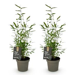 Bamboe - Fargesia Black Dragon - Groen - 2 Planten - Bladhoudend - Niet Woekerend- Pot 14cm Hoogte 35cm (8720872544625)