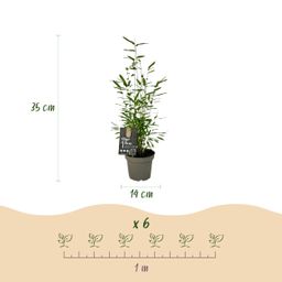 Bamboe - Fargesia Black Dragon - Groen - 2 Planten - Bladhoudend - Niet Woekerend- Pot 14cm Hoogte 35cm (8720872544625)