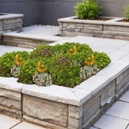 Bodembedekker - Winterhard - Sedum mat - Bestaat uit 10 soorten - X2 - Weinig Onderhoud - Lengte 50 Breedte 30 (8720872546124)