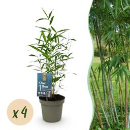 Bamboe - Fargesia Blue Dragon - Groen - 4 Planten - Bladhoudend - Niet Woekerend- Pot 14cm Hoogte 35cm (8720872546018)
