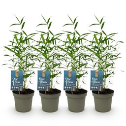 Bamboe - Fargesia Blue Dragon - Groen - 4 Planten - Bladhoudend - Niet Woekerend- Pot 14cm Hoogte 35cm (8720872546018)