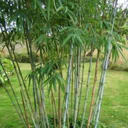 Bamboe - Fargesia Blue Dragon - Groen - 4 Planten - Bladhoudend - Niet Woekerend- Pot 14cm Hoogte 35cm (8720872546018)