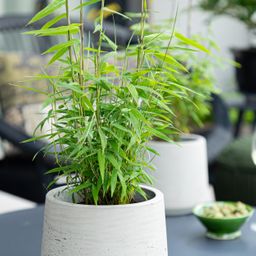 Bamboe - Fargesia Blue Dragon - Groen - 4 Planten - Bladhoudend - Niet Woekerend- Pot 14cm Hoogte 35cm (8720872546018)