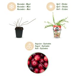 Fruitplanten - Blauwe Bes - Vaccinium macrophylla Early Black - Winterhard - 3 Planten - Pot 9 cm - Donker Rode Bes (8720872547176)