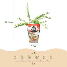 Fruitplanten - Blauwe Bes - Vaccinium macrophylla Early Black - Winterhard - 3 Planten - Pot 9 cm - Donker Rode Bes (8720872547176)