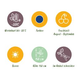 Fruitplanten - Blauwe Bes - Vaccinium macrophylla Early Black - Winterhard - 3 Planten - Pot 9 cm - Donker Rode Bes (8720872547176)