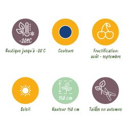 Fruitplanten - Blauwe Bes - Vaccinium macrophylla Early Black - Winterhard - 3 Planten - Pot 9 cm - Donker Rode Bes (8720872547176)