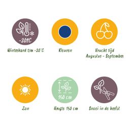 Fruitplanten - Blauwe Bes - Vaccinium macrophylla Early Black - Winterhard - 3 Planten - Pot 9 cm - Donker Rode Bes (8720872547176)