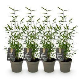 Bamboe - Fargesia Black Dragon - Groen - 4 Planten - Bladhoudend - Niet Woekerend- Pot 14cm Hoogte 35cm (8720872544670)