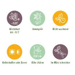 Bamboe - Fargesia Black Dragon - Groen - 4 Planten - Bladhoudend - Niet Woekerend- Pot 14cm Hoogte 35cm (8720872544670)