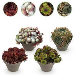Bodembedekker - Winterhard -Sempervivum Big Sam - 4 Planten - Diversen kleuren - Weinig Onderhoud - Pot 14 Hoogte 17 (8720872546056)