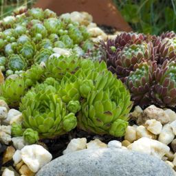 Bodembedekker - Winterhard -Sempervivum Big Sam - 4 Planten - Diversen kleuren - Weinig Onderhoud - Pot 14 Hoogte 17 (8720872546056)