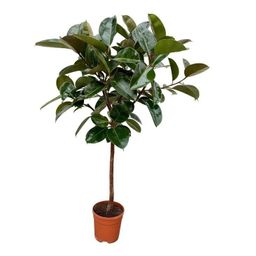 Ficus Elastica Robusta stam - 130 cm - Ø24cm (8721081685345)