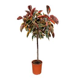 Ficus Elastica Belize op stam - 130 cm - ø24 (8721055691853)