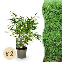 Bamboe - Fargesia rufa - Groen - 2 Planten - Bladhoudend - Niet Woekerend- Pot 17cm Hoogte 60cm (8720872544663)