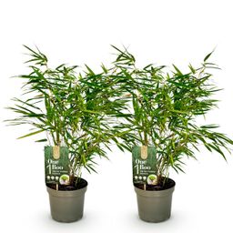 Bamboe - Fargesia rufa - Groen - 2 Planten - Bladhoudend - Niet Woekerend- Pot 17cm Hoogte 60cm (8720872544663)