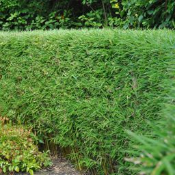 Bamboe - Fargesia rufa - Groen - 2 Planten - Bladhoudend - Niet Woekerend- Pot 17cm Hoogte 60cm (8720872544663)