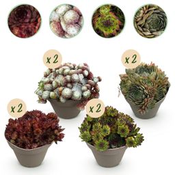 Bodembedekker - Winterhard -Sempervivum Big Sam - 8 Planten - Diversen kleuren - Weinig Onderhoud - Pot 14 Hoogte 17 (50727)