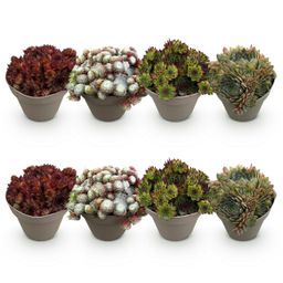Bodembedekker - Winterhard -Sempervivum Big Sam - 8 Planten - Diversen kleuren - Weinig Onderhoud - Pot 14 Hoogte 17 (50727)