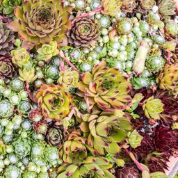Bodembedekker - Winterhard -Sempervivum Big Sam - 8 Planten - Diversen kleuren - Weinig Onderhoud - Pot 14 Hoogte 17 (50727)