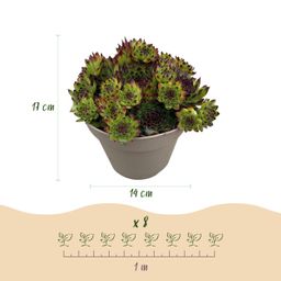 Bodembedekker - Winterhard -Sempervivum Big Sam - 8 Planten - Diversen kleuren - Weinig Onderhoud - Pot 14 Hoogte 17 (50727)