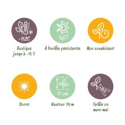 Bodembedekker - Winterhard -Sempervivum Big Sam - 8 Planten - Diversen kleuren - Weinig Onderhoud - Pot 14 Hoogte 17 (50727)