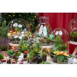 Holly Christmas terrarium - Bottle garden DIY kit - Ø 29 cm ↑ 30 (8720872025209)