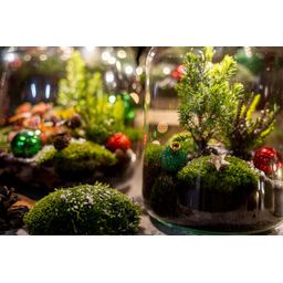 Holly Christmas terrarium - Bottle garden DIY kit - Ø 29 cm ↑ 30 (8720872025209)