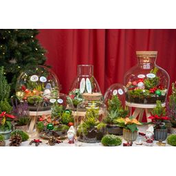 Holly Christmas terrarium - Bottle garden DIY kit - Ø 29 cm ↑ 30 (8720872025209)