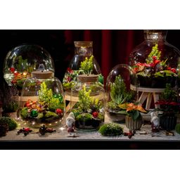 Holly Christmas terrarium - Bottle garden DIY kit - Ø 29 cm ↑ 30 (8720872025209)