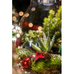 Frosty Kerstmis terrarium - Planten terrarium DIY kit Christmas - - Ø 17 cm ↑ 25 cm (8720872025223)