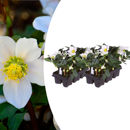 Premium basics Helleborus niger ‘Christmas Carol’ – Set van 12 Kerstrozen (2 x Sixpack) (53414)