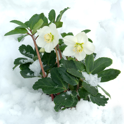 Premium basics Helleborus niger ‘Christmas Carol’ – Set van 12 Kerstrozen (2 x Sixpack) (53414)