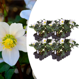 Premium basics Helleborus niger ‘Christmas Carol’ – Set van 24 Kerstrozen (4 x Sixpack) (53415)
