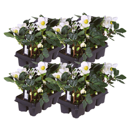 Premium basics Helleborus niger ‘Christmas Carol’ – Set van 24 Kerstrozen (4 x Sixpack) (53415)