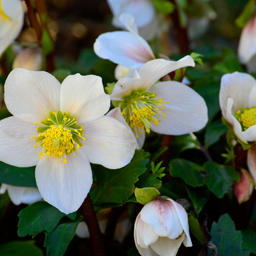 Premium basics Helleborus niger ‘Christmas Carol’ – Set van 24 Kerstrozen (4 x Sixpack) (53415)