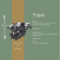 Premium basics Helleborus niger ‘Christmas Carol’ – Set van 24 Kerstrozen (4 x Sixpack) (53415)