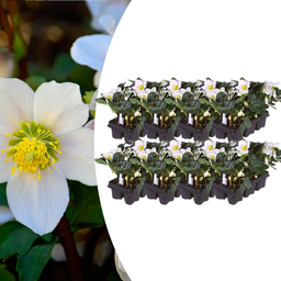 Premium basics Helleborus niger ‘Christmas Carol’ – Set van 48 Kerstrozen (8 x Sixpack) (53416)