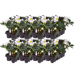 Premium basics Helleborus niger ‘Christmas Carol’ – Set van 48 Kerstrozen (8 x Sixpack) (53416)