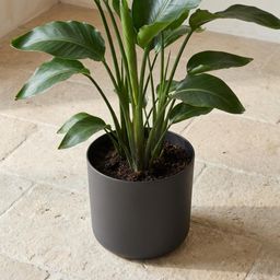 Elho B.for soft Antraciet (8711904233723)