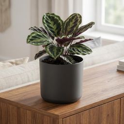 Elho B.for soft Antraciet (8711904233723)